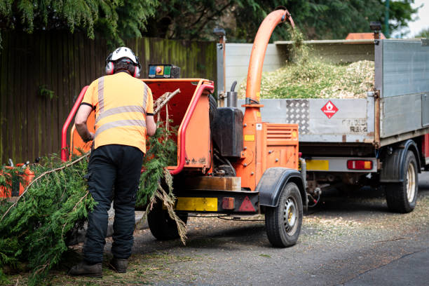 Trusted Dewitt, IA Tree Service Experts